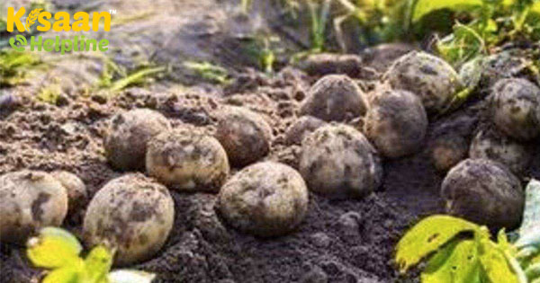 वर्ष 2020 भारतीय आलू उत्पादकों के लिए पुरस्कृत हो रहा है